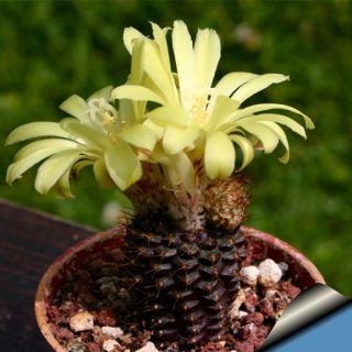 فرالیا آنجلسی