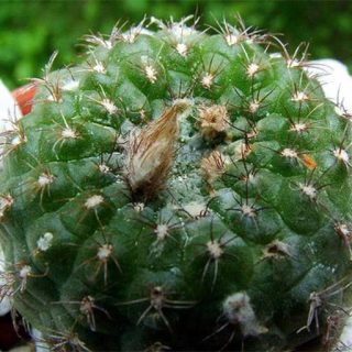 فرالیا دفینیشن