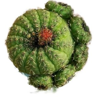 بذر فرالیا دفینیشن