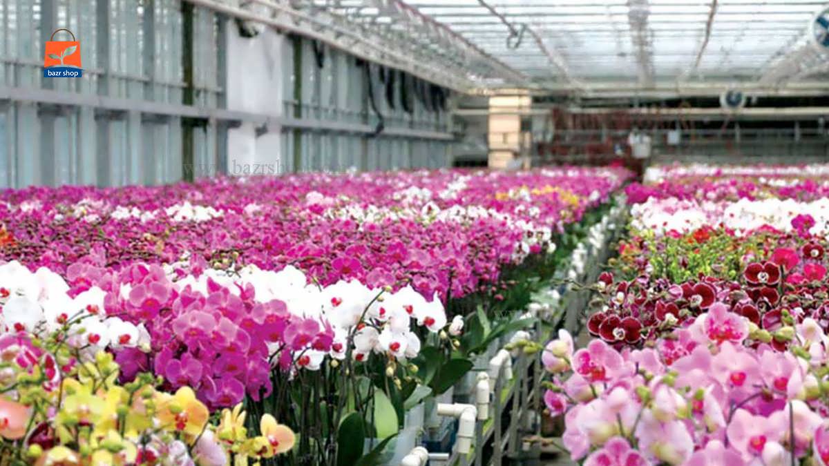 پرورش گل در آپارتمان