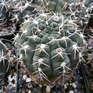 ژمینو کاکتوس