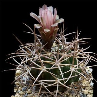 بذر ژمینو کالسیوم ساگلیونیس