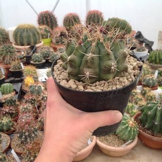 ژیمینوکالسیوم فردریچی در گلدان