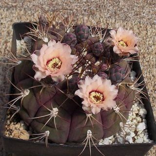 کاکتوس ژیمینو کالسیوم پفلانزی از بالا