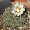 بذر کاکتوس ژیمنوکالیسیوم کولیانوم با گل