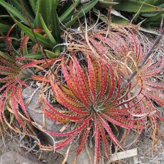 ساکولنت هچیتا قرمز