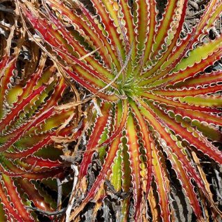 بذر ساکولنت هچیتا قرمز