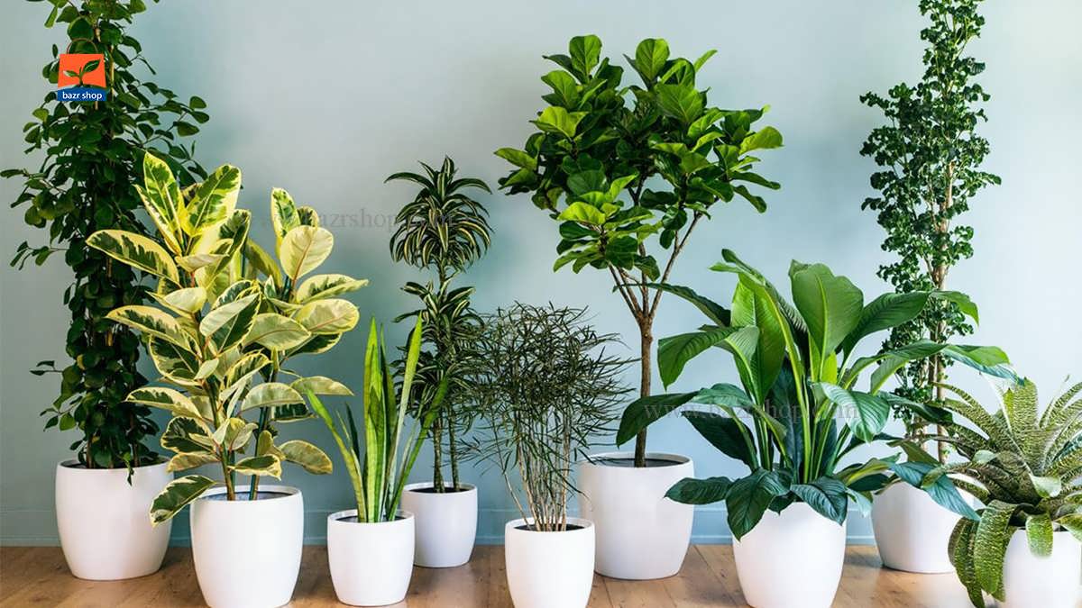 نحوه نگهداری از ماداگاسکار