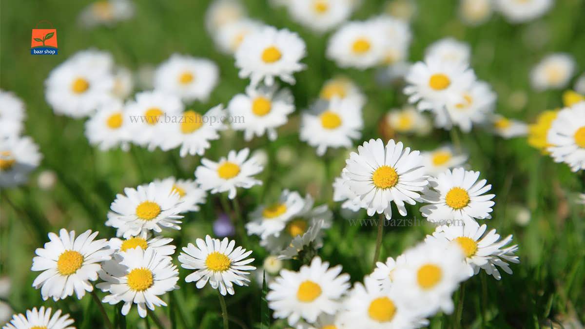 گل حشره کش شرایط نگهداری و پرورش آن