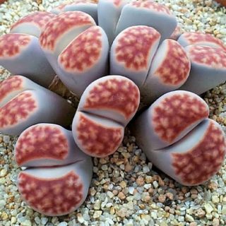 لیتوپس کاراس مونتانا