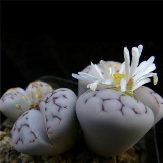 بذر لیتوپس کاراس مونتانا