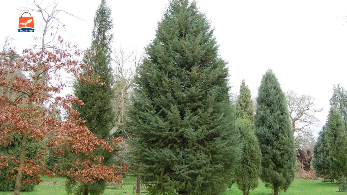 سرو نقره ای بسیار بلند