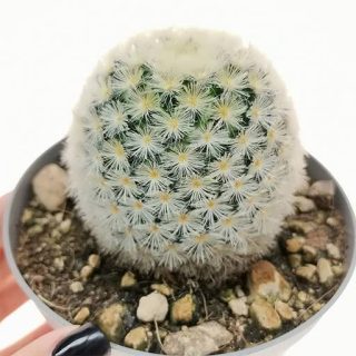 مامیلاریا کامرینیا