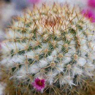 بذر مامیلاریا کولومبیانا