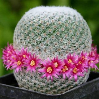 کاکتوس مامیلاریا میکس