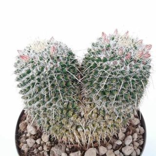 بذر کاکتوس مامیلاریا نجاپنسیس