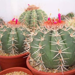 کاکتوس ملو کاکتوس ماکرودیسکوس