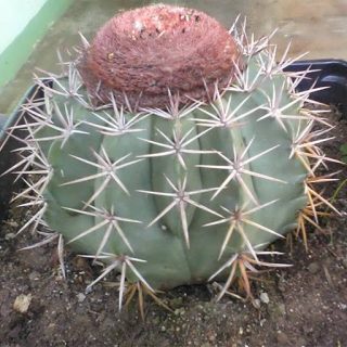 کاکتوس ملو کاکتوس ماکرودیسکوس گل