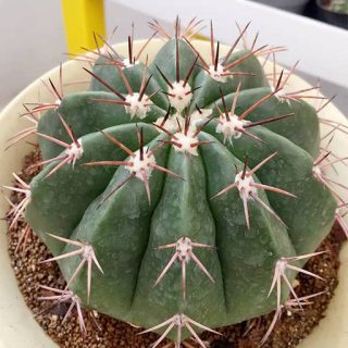 بذر کاکتوس ملو کاکتوس آموانوس