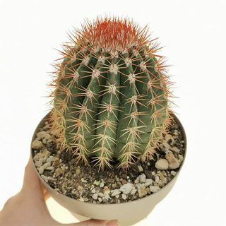 بذر ملو کاکتوس برادوایی