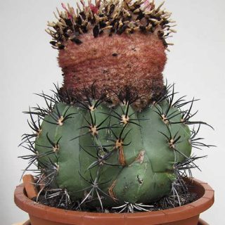 بذر کاکتوس ملو کاکتوس نریی