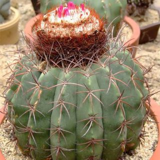 ملو کاکتوس نریی از بالا