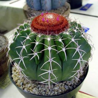 ملو زهنتری (سبز)