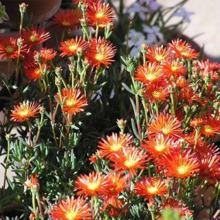 بذر گل ناز ملوفرا