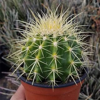 بذر کاکتوس هاماتو