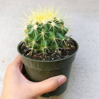 بذر کاکتوس هاماتو با گلدان