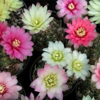 ژمینو کاکتوس میکس زیبا