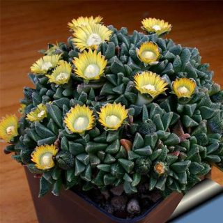 ساکولنت ناناتوس در گلدان