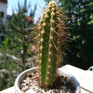 کاکتوس نئوکاردناسیا هرزوجیانا