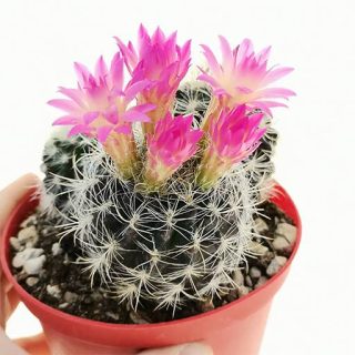 بذر نئوپورتریا کلاواتا