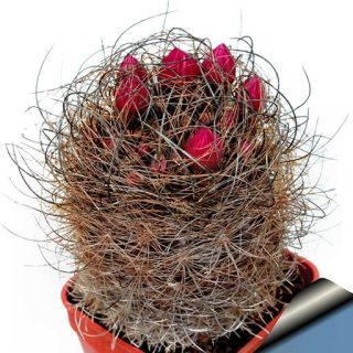 بذر نئوپورتریا مولتی کالر