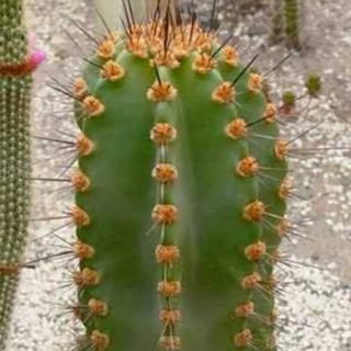 بذر نئورایموندیا چارینسیس