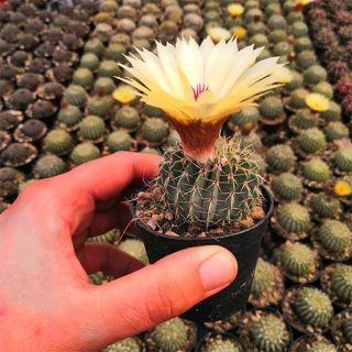 نوتو بوینینگی