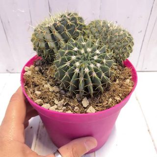 بذر نوتو بوینینگی