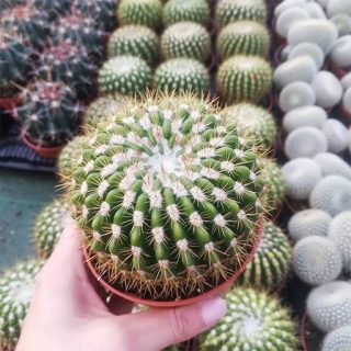 بذر نوتو رسولوتوس