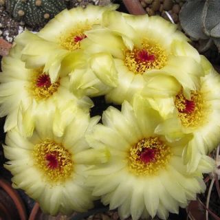 نوتو اسکلوسری زیبا