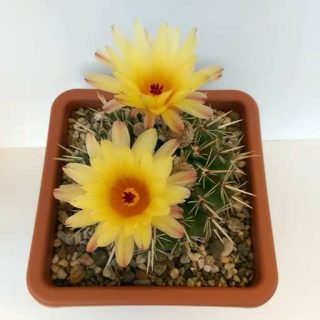 بذر نوتو ساب مامولوسوس