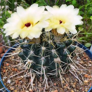 بذر کاکتوس نوتو تیغ استخوانی