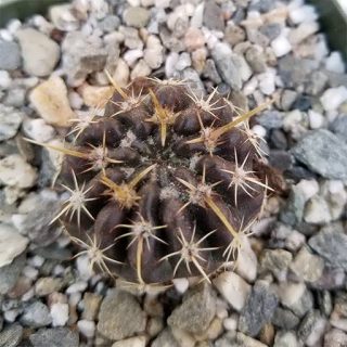 بذر کاکتوس نوتو تیغ استخوانی