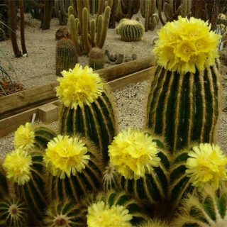 گیاه نوتو وارسی