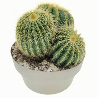 بذر کاکتوس نوتو وارسی