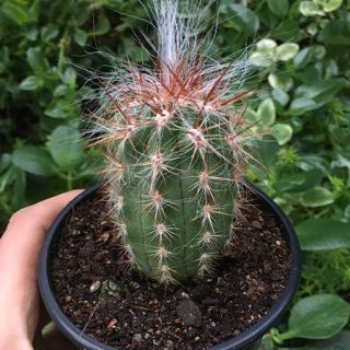 اورئوسرئوس نئوکلسیانوس