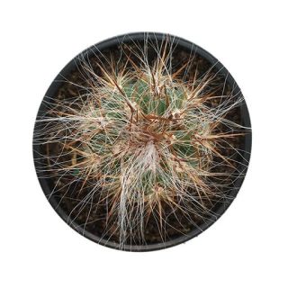 بذر اورئوسرئوس نئوکلسیانوس