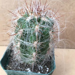 اورئو سرئوس ترولی