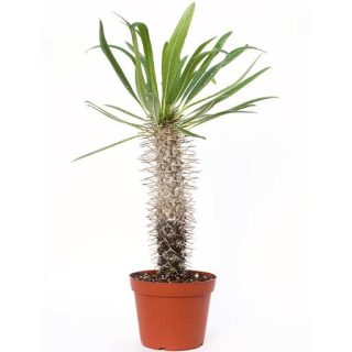 بذر کاکتوس نخل ماداگاسکار لامری