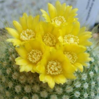 بذر پارودیا کریساکانتیِن